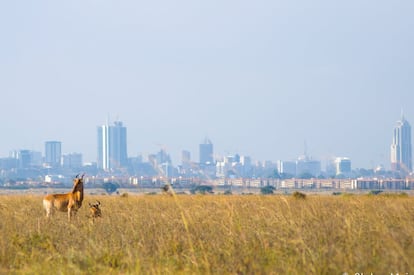 El parque nacional de Nairobi, de 117 kilómetros cuadrados, está rodeado por el desarrollo urbano, incluyendo vertidos contaminantes y la proliferación de viviendas, granjas de flores, carreteras y canteras que bloquean las rutas migratorias de animales. En la imagen,  Búbalos de Coke (‘Alcelaphus buselaphus cokii’) pastan a solo 10 kilómetros del distrito de negocios de Nairobi, uno de los principales motores económicos de África del este.