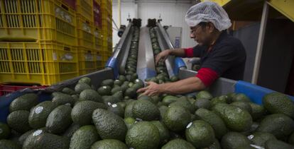 Un productor mexicano de aguacates