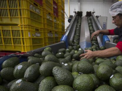 Un productor mexicano de aguacates