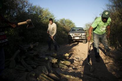 Tagüide y su padre, Porai Picanaerai, se abren paso con machetes entre la vasta vegetación de arbustos caraguatá y cactus que tapan el camino de tierra. Quitan lo justo para que pase el vehículo. Armados con escopetas de caza vigilan las hectáreas que han logrado que el Estado titule a su nombre tras más de dos décadas de lucha jurídica. Patrullan desde la salida del sol y al llegar al mediodía alcanzan una zona que no controlaban hace dos meses porque el camino estaba inundado.