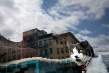 Un gato mira por una ventana en un 'cat cafe' en Nueva York.