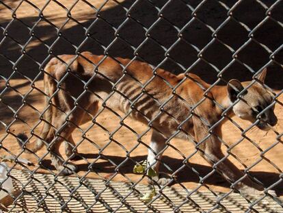 A malnourished puma in a cage in the zoo in San Francisco.