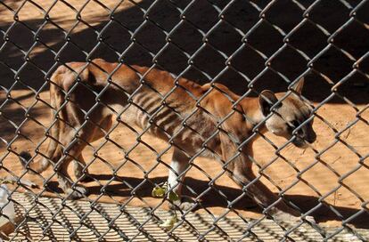 A malnourished puma in a cage in the zoo in San Francisco.