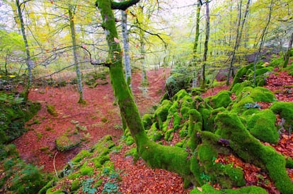 The dense forests of Irati can be accessed from Orbaizeta in the west, or via Ochagavía in the east, where there is a visitors’ center. A network of signposted routes of varying difficulty and length, lead the visitor into one of Europe’s largest and best conserved beech forests, on a par with Germany’s Black Forest. In winter, it is possible to explore using skis and snow shoes, and in summer on foot or by bike. Just watch out for the witches and Basajaun, the lord of the forest.