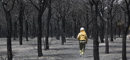 Un miembro del INFOCA en una de las zonas arrasadas por el fuego en Doñana entre las localidades de Mazagón y Moguer.