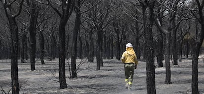 Un miembro del INFOCA en una de las zonas arrasadas por el fuego en Do&ntilde;ana entre las localidades de Mazag&oacute;n y Moguer.