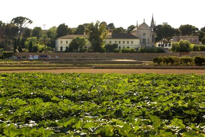 Parcelas de huerta cultivada en el municipio valenciano de Godella. 