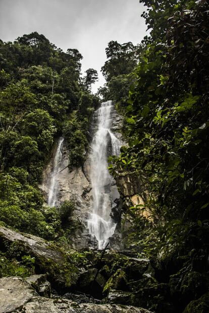 La cascada Achiyaku marca el inicio del río del mismo nombre. Situada dentro del Parque Nacional Llanganates, en la provincia de Napo (Ecuador), se encuentra a seis horas andando desde la comunidad de Sapo Rumi. A sus 55 años, Esteban Calapucha realiza esta excursión guiando a los turistas que desean conocer los lugares más recónditos de la Amazonía andina. “Siempre antes de salir a la caminata tomo la guayusa”, revela Esteban, quien considera que el principal valor de la planta es su carácter energético.