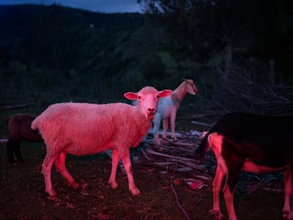 Ovejas y cabras en la finca de Carlos Rincón, en la vereda Cupatá del municipio de Floresta (Boyacá), el 5 de junio de 2024.