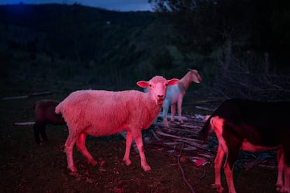 Chupacabras en Boyacá