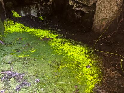 Población bien conservada de 'Schistostega pennata' en Fornelos de Montes (Pontevedra).