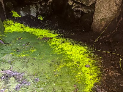 Población bien conservada de 'Schistostega pennata' en Fornelos de Montes (Pontevedra).