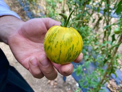 Tomate rústico foráneo, parte de la Colección de la Huerta de Carabaña. J.C CAPEL