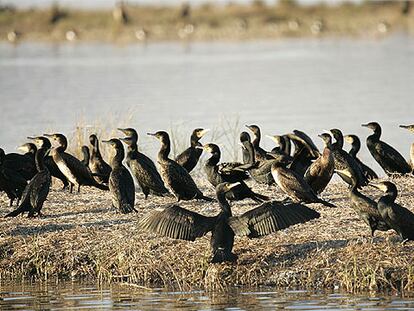 El delta del Llobregat avanza hacia la declaración de parque natural