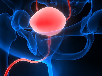 Human Urinary System Bladder Anatomy - Cáncer de próstata - Transformar hoy el mañana - Astrazeneca