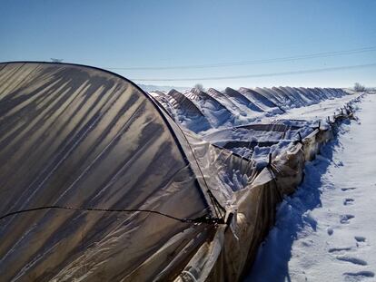 Filas de invernaderos destruidos por el peso de la nieve