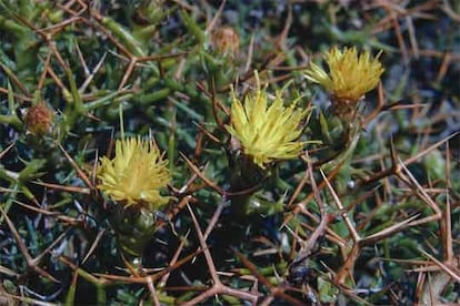 En cuanto al Mediterráneo, se señala a esa región como uno de los 34 focos críticos de biodiversidad del planeta, con alrededor de 25.000 especies de plantas como la <i>centaura Femeniasia balearica</i> (en la imagen), de las que el 60% no se encuentran en ningún otro lugar del mundo.