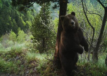 L'ós Cachou en una imatge del 2017.