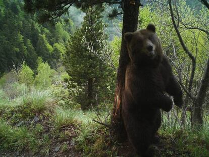 El oso Cachou en una imagen de 2017.