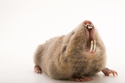 Para conseguir este arca fotográfica, Joel Sartore ha viajado alrededor del mundo en busca de las especies más amenazadas.