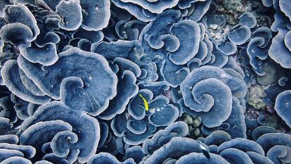 Detalle de una colonia de corales en la bahía de Beau Vallon (Seychelles).