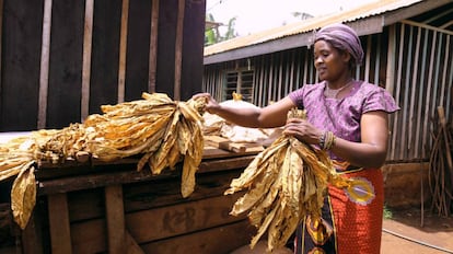 Junicia Kagendo ata manojos de tabaco seco en su finca de Kurene, al este de Kenia.