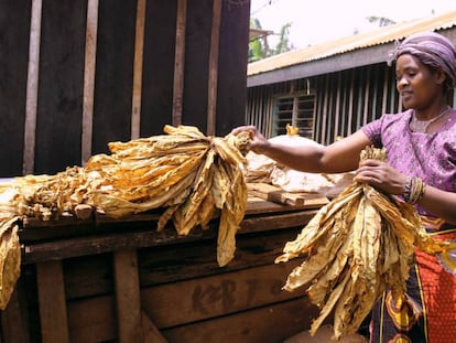 Junicia Kagendo ata manojos de tabaco seco en su finca de Kurene, al este de Kenia. 