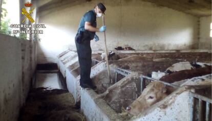 Fotografías de la explotación ganadera donde se encontraron 21 vacas muertas, facilitadas por la Guardia Civil.
