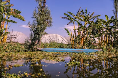 Imagen de la chinampa de la cooperativa Olintlalli en Xochimilco.