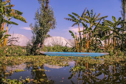 Imagen de la chinampa de la cooperativa Olintlalli en Xochimilco.