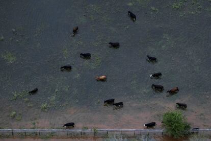El ganado pasta alrededor del agua cerca de Sandy Point (Texas), el 31 de agosto.
