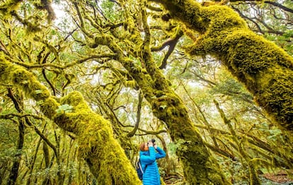 Bosque del parque nacional de Garajonay, en la isla de La Gomera. 