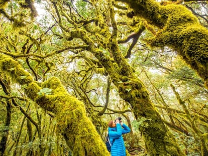 Bosque del parque nacional de Garajonay, en la isla de La Gomera. 