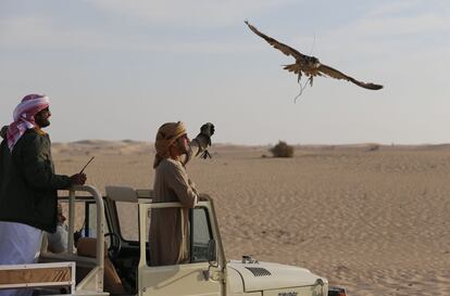 An Emirati man releases a hunting falcon at the al-Marzoon Hunting reserve, 60 Kilometres south of Madinat Zayed, in the United Arab Emirates on February 1, 2016.  / AFP / KARIM SAHIB