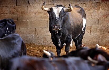 El toro Ratón, en el corral de su ganadería de Sueca.