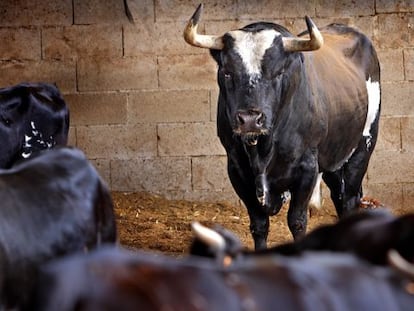 El toro Ratón, en el corral de su ganadería de Sueca.