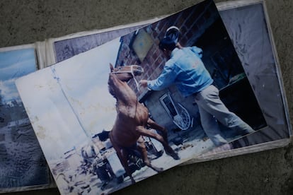 Fotografía de uno de los equinos que pertenecieron a María Cantor y su hija Sandra.