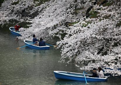 Las larvas de este escarabajo deberían ser eliminadas con ayuda de pesticidas y los árboles más afectados serán abatidos para salvar el resto. En la foto, la gente navega por el foso Chidorigafuchi junto a los cerezos en flor en Tokio (Japón), el 26 de marzo de 2018.