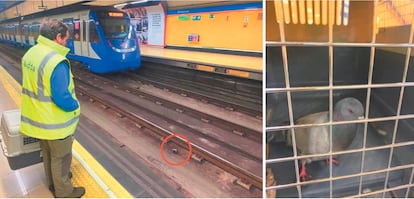 Paloma localizada en las vías del Metro, lo que obligó a detener la circulación.