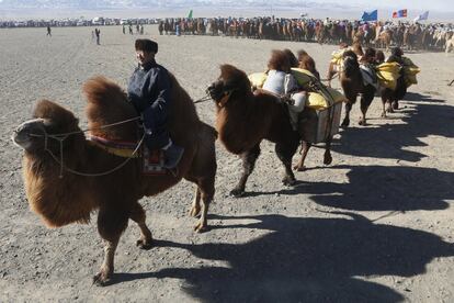 Desfile de camellos durante el festival.