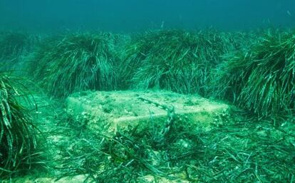 Muerto para fondeos sobre una pradera de posidonia en Porroig. 