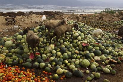 La caída de las ventas ha obligado a los agricultores a destinar las cosechas a las cabras.