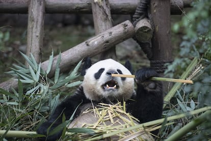 Un panda gigante come bambú en la Base de Investigación Chengdu de Cría de Panda Gigante. Este centro es famoso por la protección y cría de animales salvajes en peligro de extinción que son exclusivos de China, incluidos los pandas gigantes y los pandas rojos.