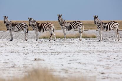 Un grupo de cebras en el Parque Nacional Makgadikgadi, Botsuana.
