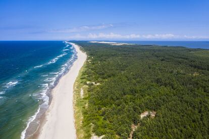 Esta lengua de tierra, que pertenece a partes iguales a Lituania y Rusia, atrapa por su orginal mezcla de dunas y playas agrestes. Es además la escala predilecta para las aves migratorias en primavera y en otoño. Cada año pasan un mínimo de 15 millones de pájaros por este rincón. También hay especies que nidifican y viven en la península: cisnes, patos, pelícanos, garzas, cormoranes y petreles entre otras especies. En Nida, colonia de artistas, a partir de 1900 vivieron pintores como el expresionista Max Pechstein. Thomas Mann trabajó cerca de aquí en su novela <i>José y sus hermanos</i> hasta 1932. Hoy, esta región patrimonio de la humanidad se puede recorrer en excursiones a pie, bici, kayak o velero.