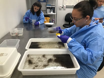 Trabajadoras del laboratorio del WMP en la fundación Fiocruz hacen recuento de las larvas de mosquito.
