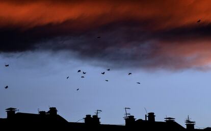 Una bandada de pájaros vuela al atardecer de un lluvioso día otoño en Skopje (Macedonia), el 12 de noviembre de 2016.