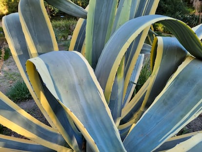 Un espectacular Agave americana 'Marginata' mostrando el color variegado en sus hojas.