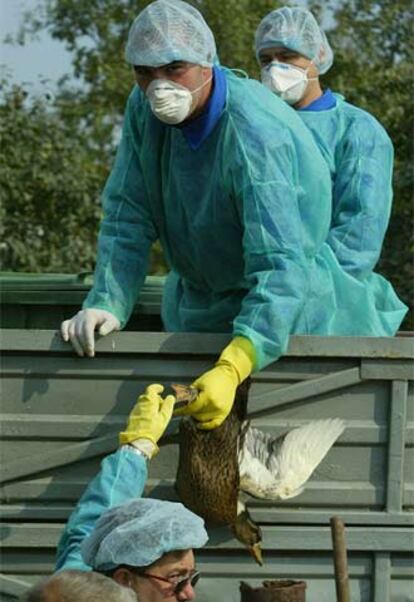 Trabajadores sanitarios retiran aves de corral en una localidad de Rumania.