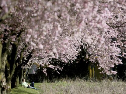 Un hombre disfruta del sol debajo de los cerezos en flor en Mülheim, Alemania.